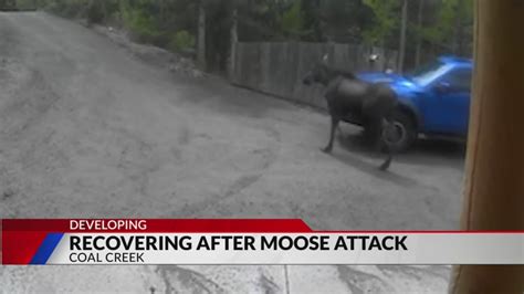 Victim of Coal Creek moose attack feels lucky to be alive